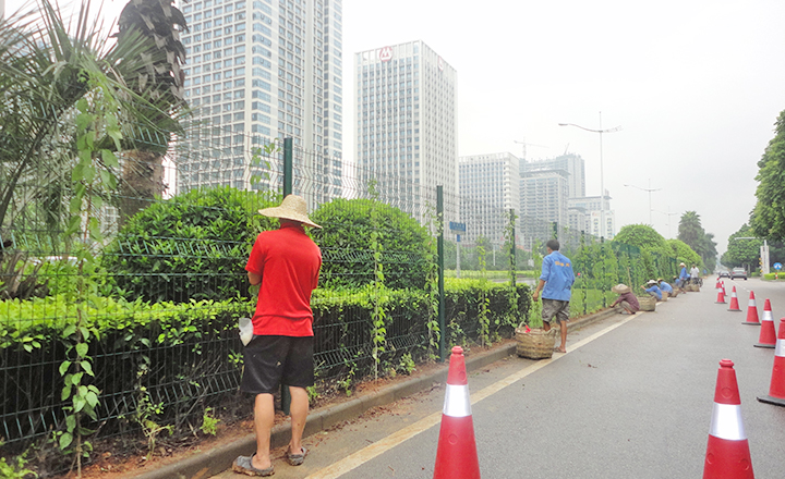 市政绿化带围栏